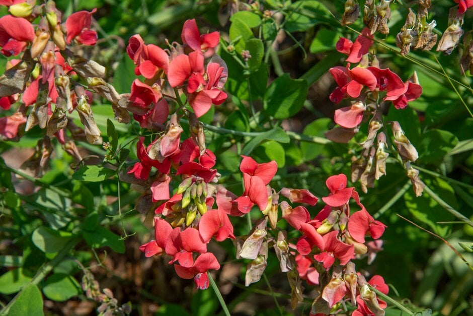 black pea