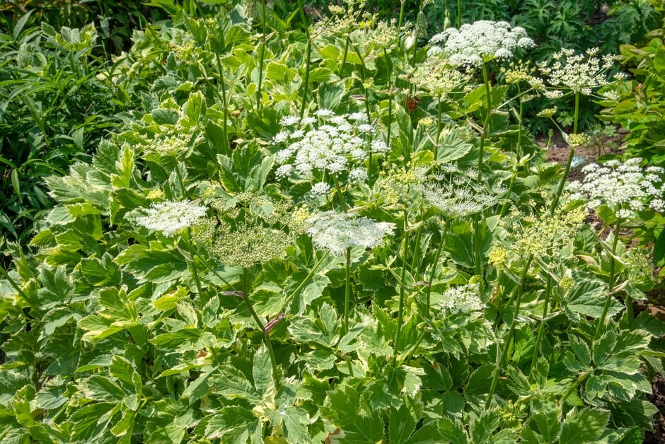 masterwort 'Daphnis'