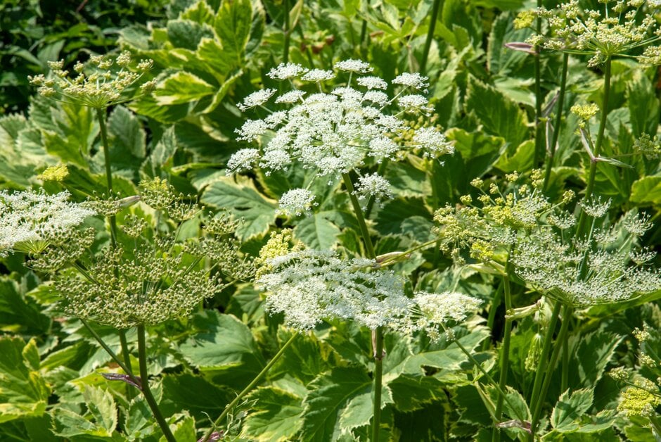 masterwort 'Daphnis'