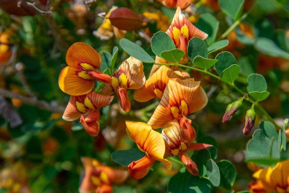 orange bladder senna 'Copper Beauty'