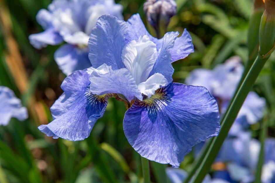 Siberian iris 'Blaue Milchstrasse'