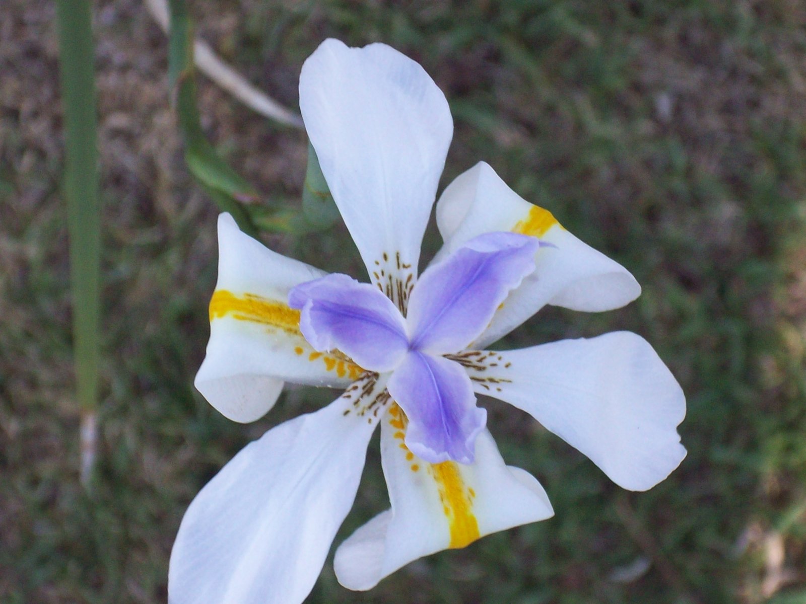 Dietes grandiflora | fairy iris/RHS Gardening