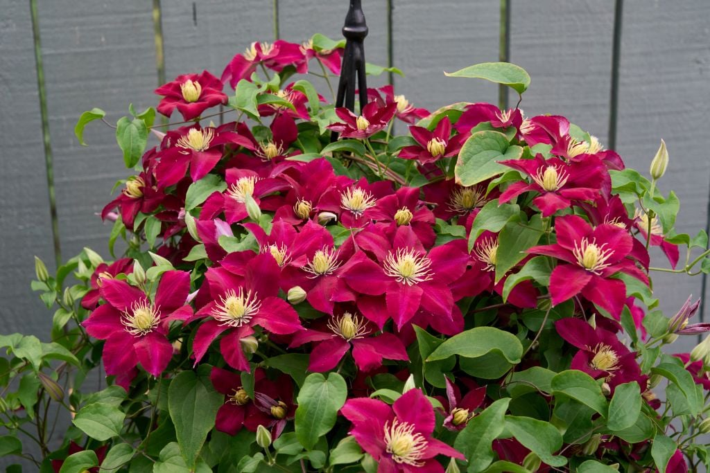 clematis [Elpis]