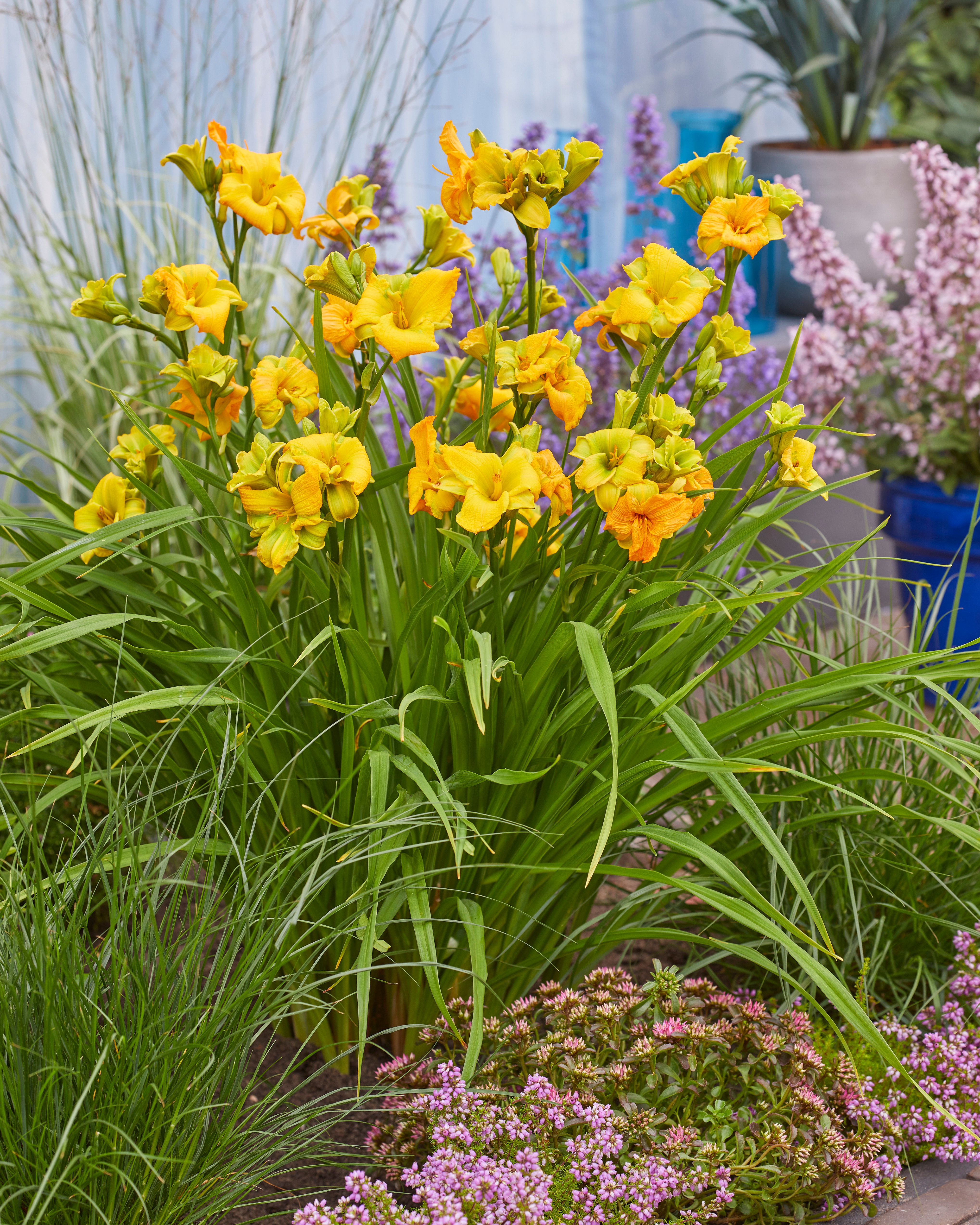daylily [See You Tomorrow]