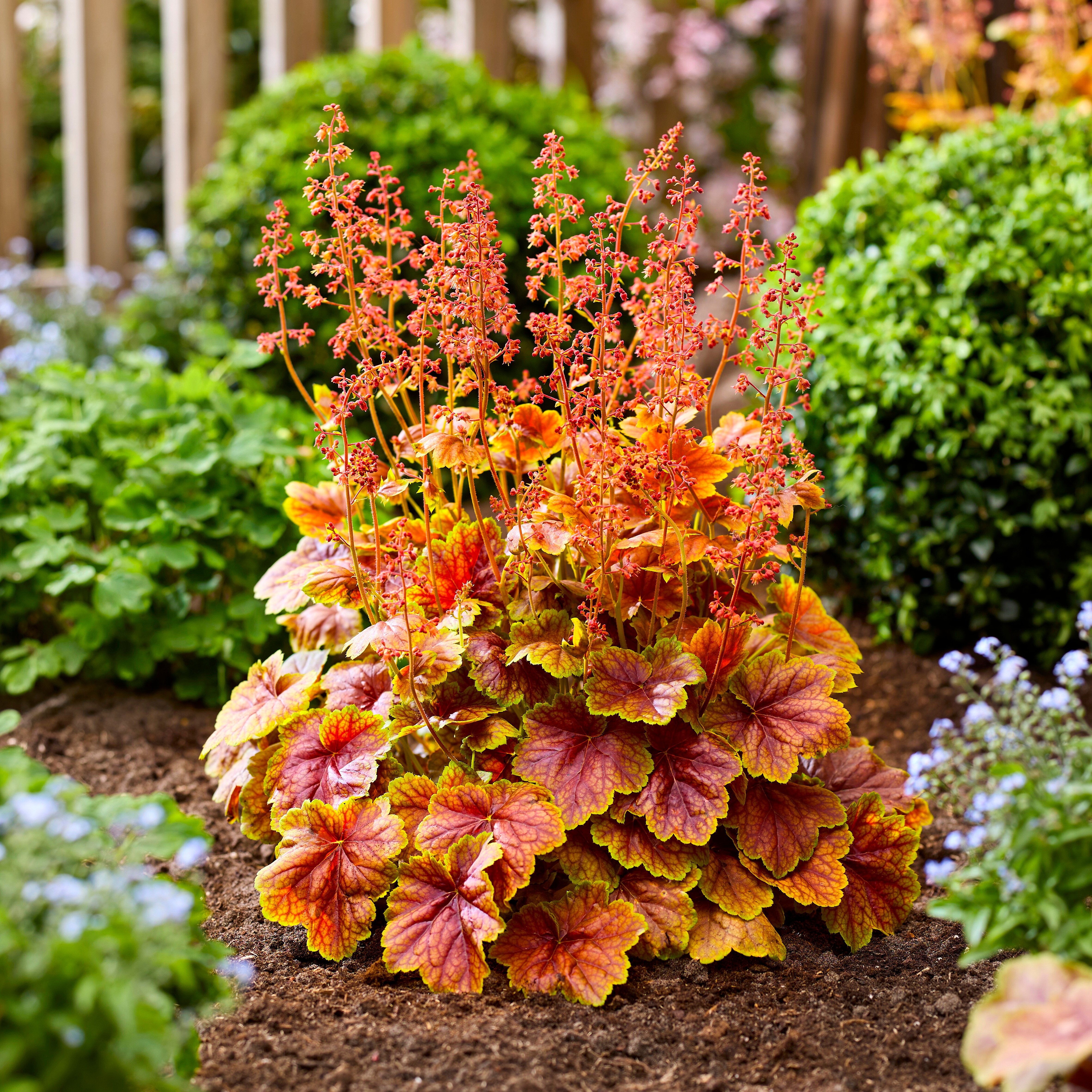 alum root 'Eternal Flame'