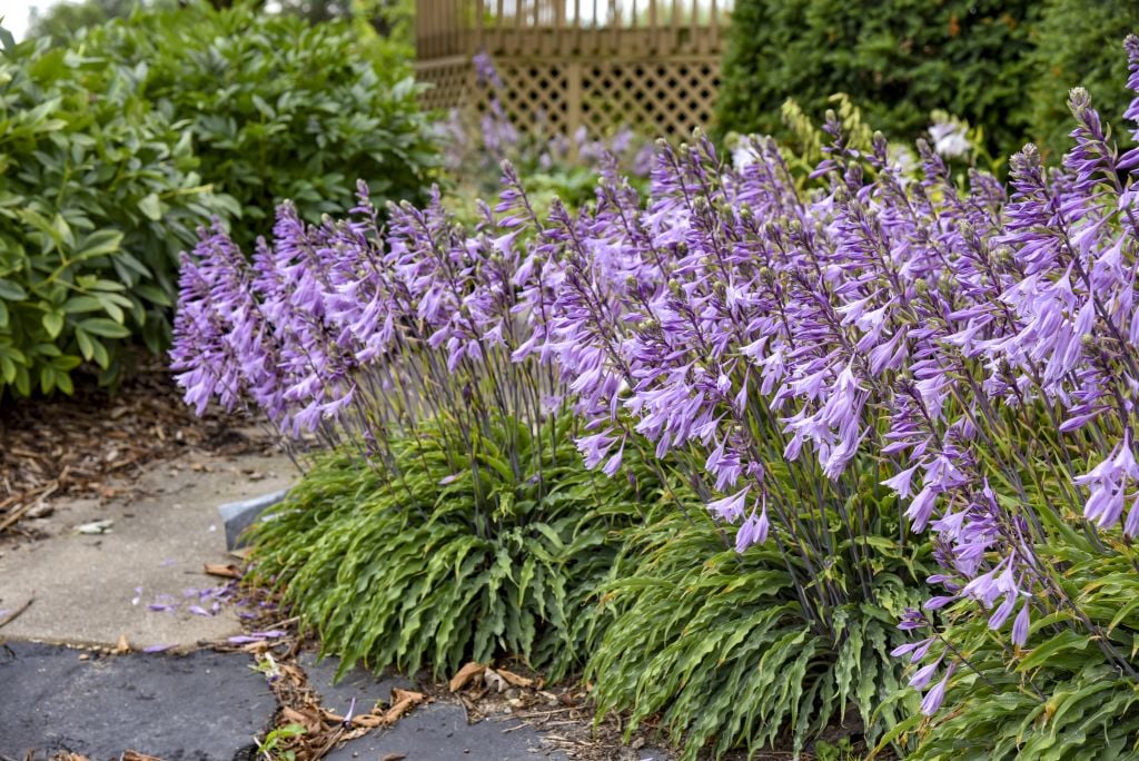 plantain lily 'Silly String'