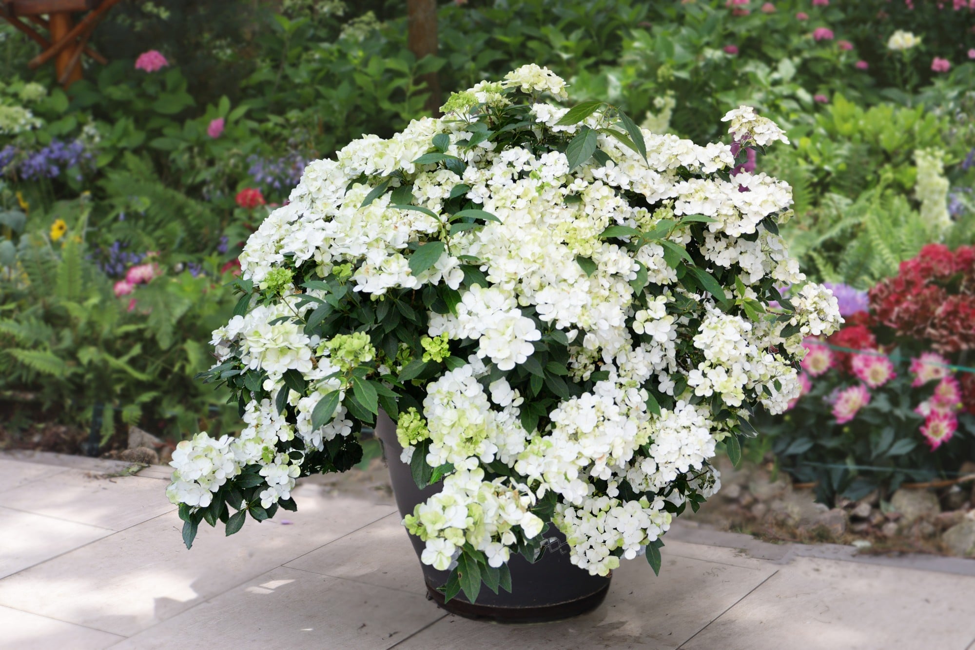 hydrangea [Fairytrail White]