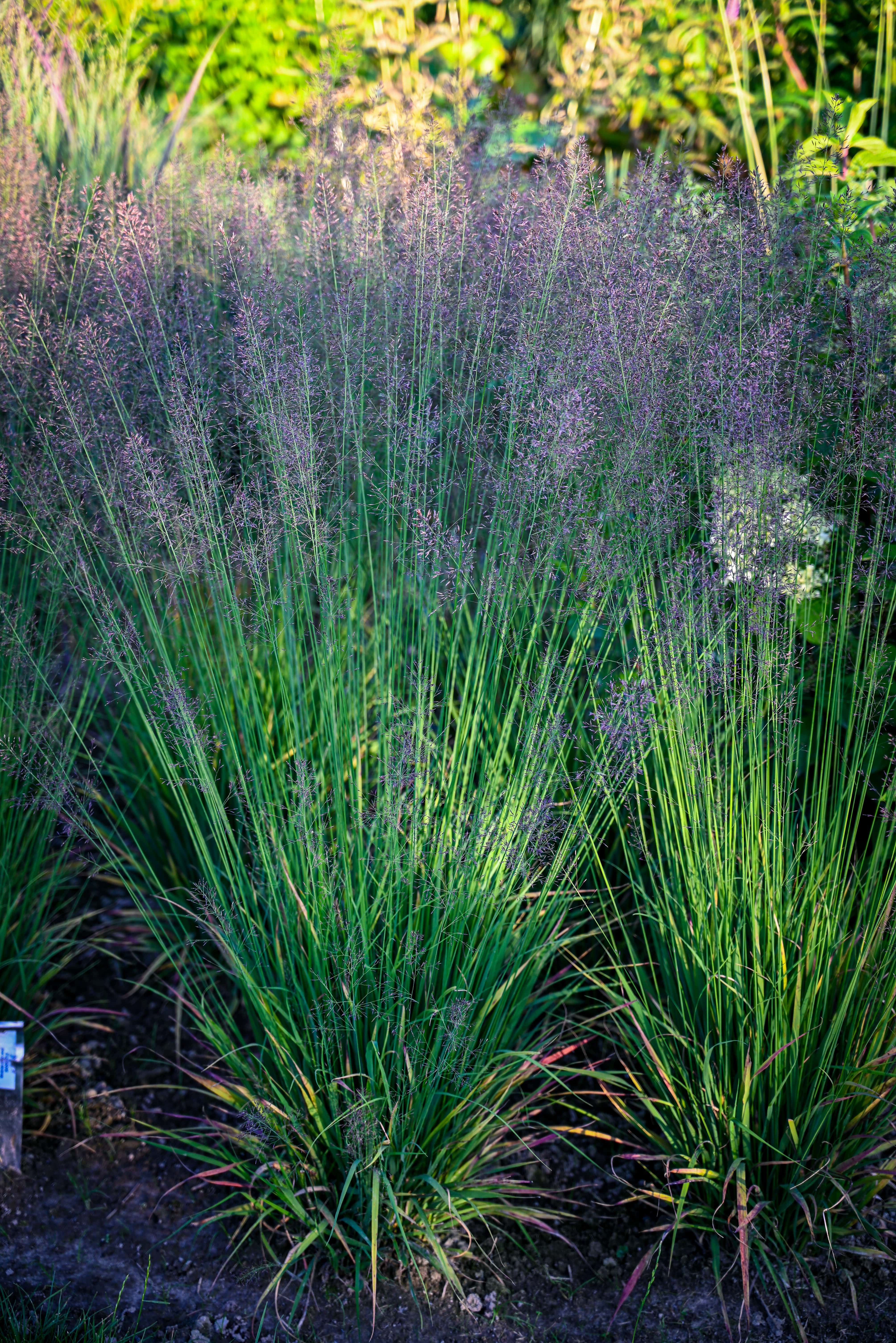 <i>Molinia</i> <i>caerulea</i> 'Banshee'