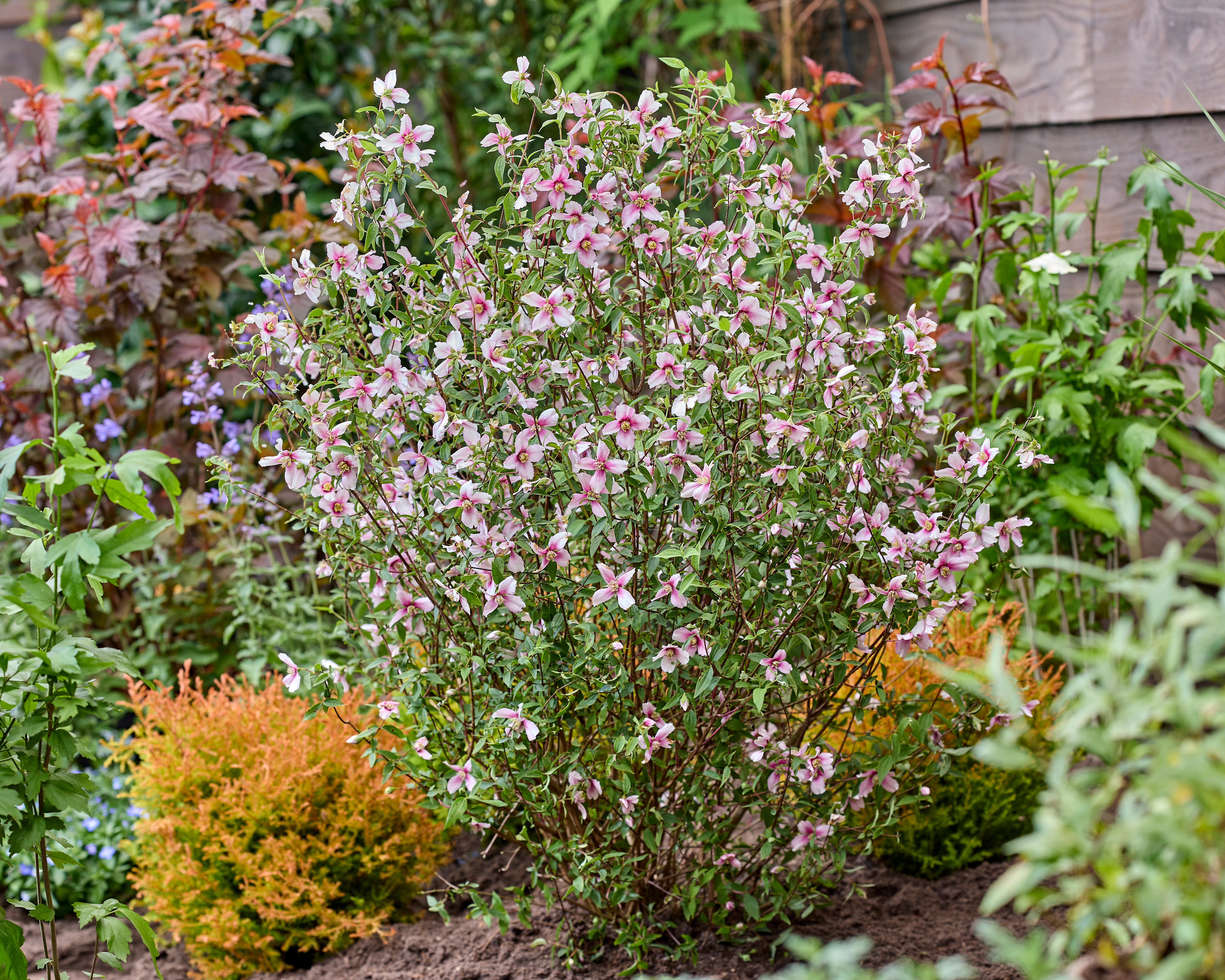 mock orange [Petite Perfume Pink]