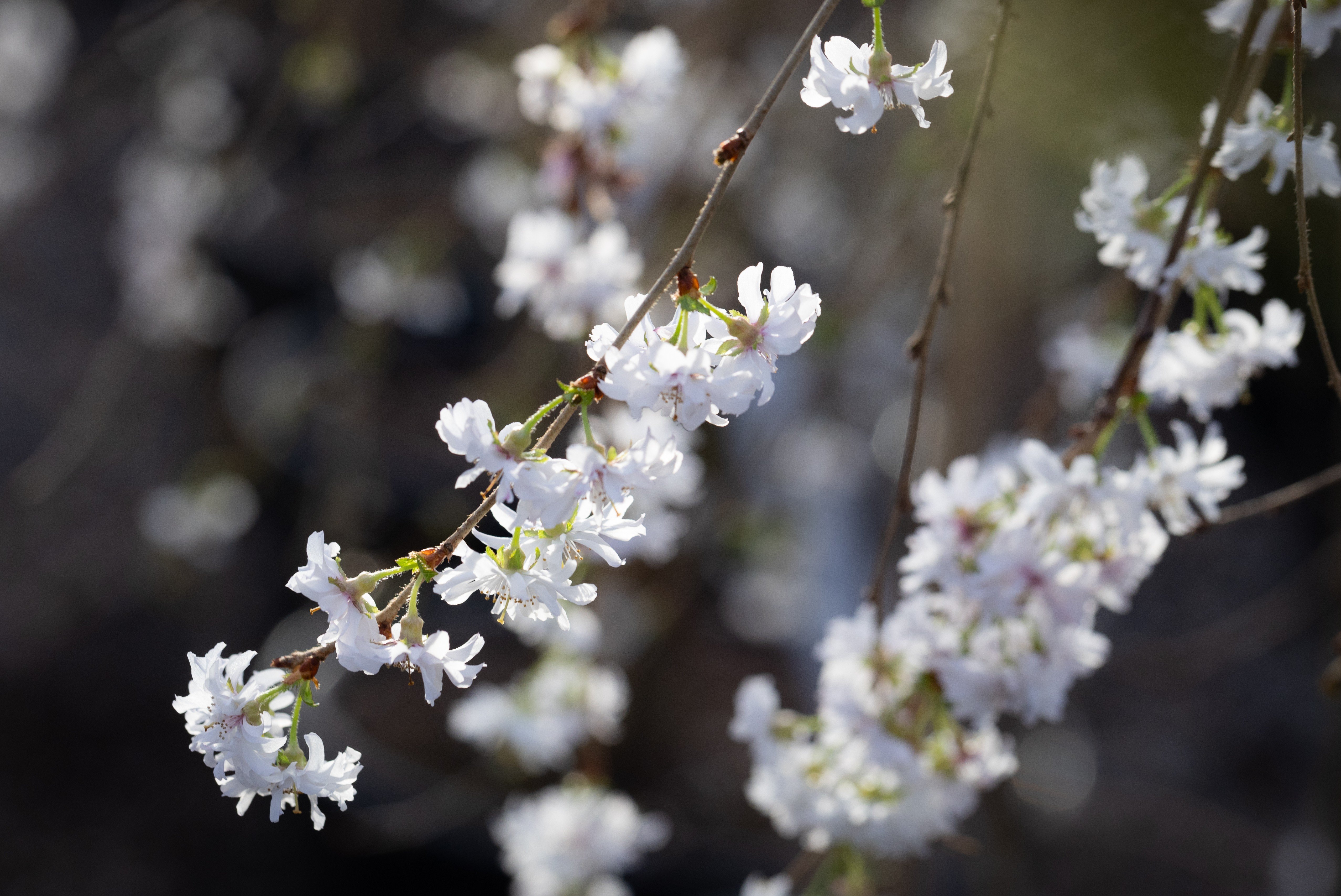 cherry 'Crystal Falls'