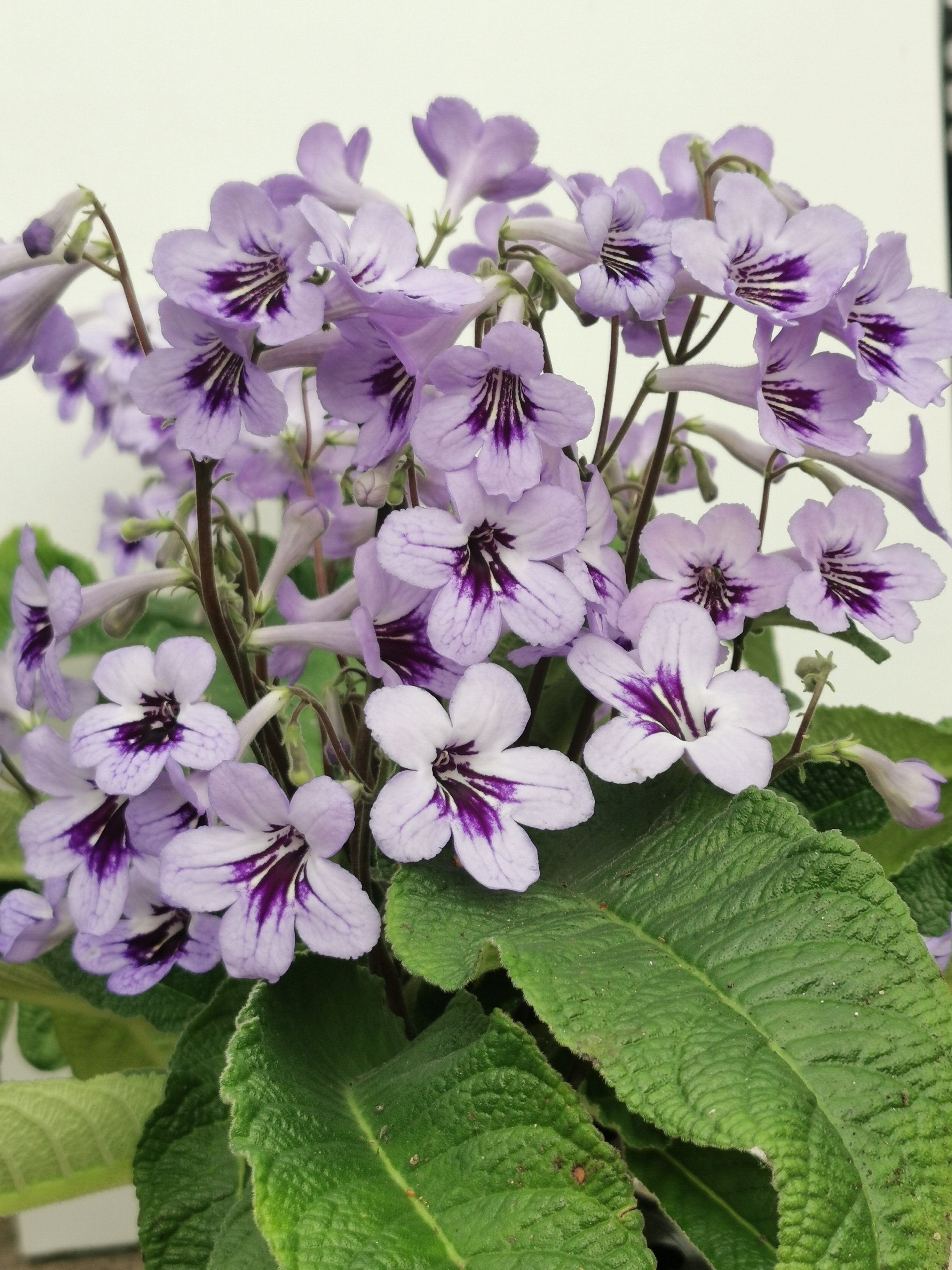 Cape primrose 'Betty'