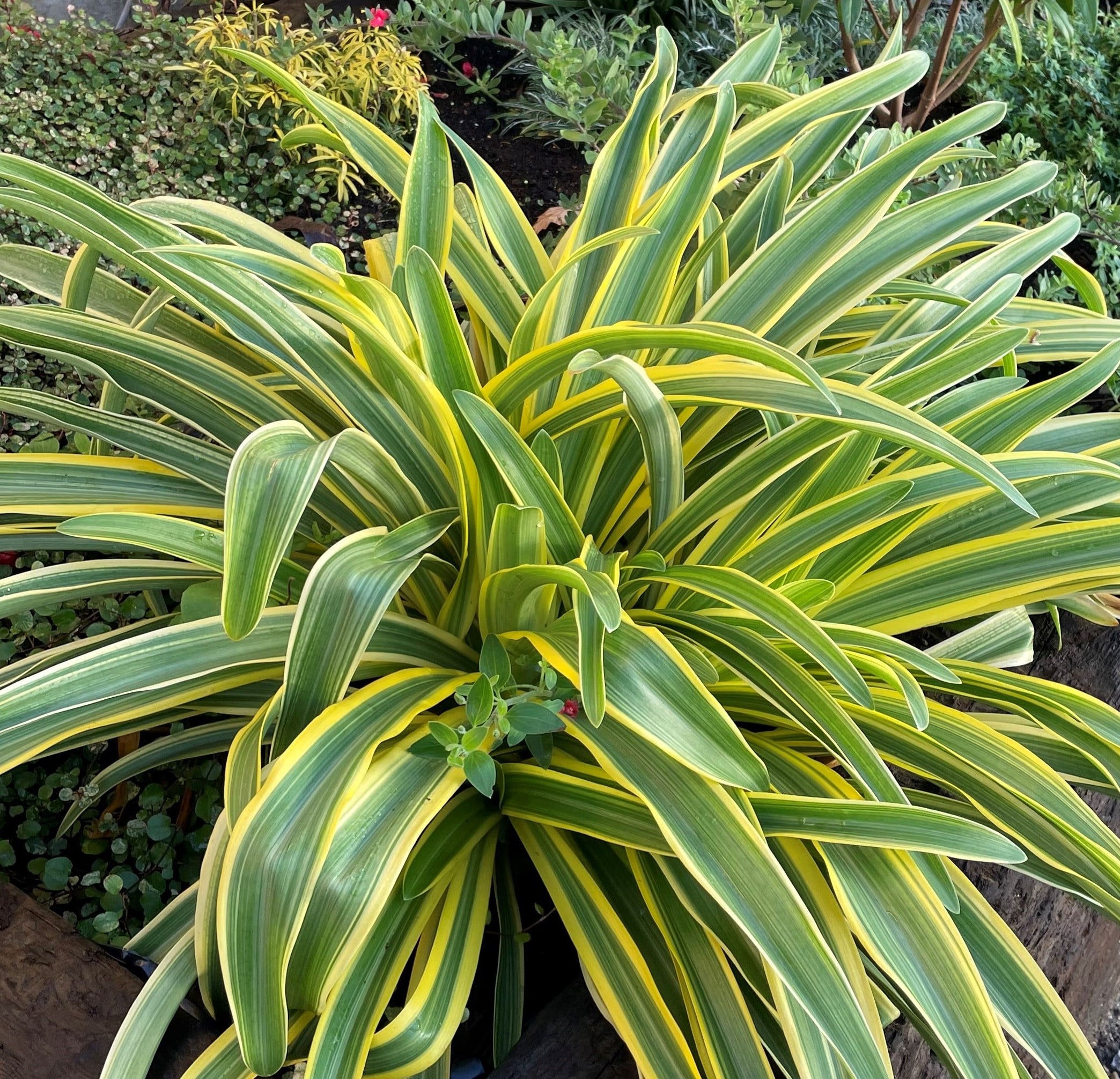 eastern African lily [Zambezi]