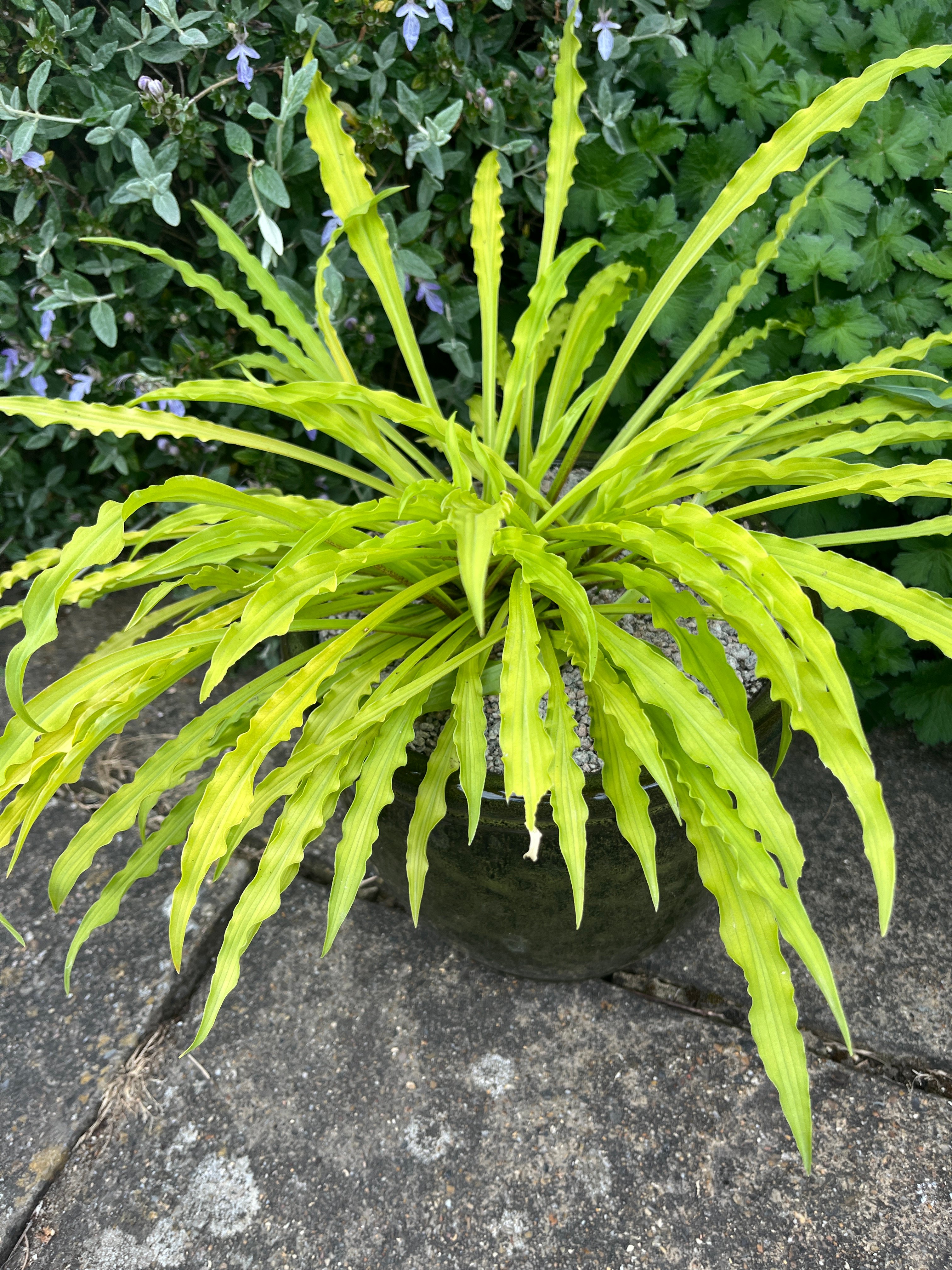 plantain lily 'Party Streamers'