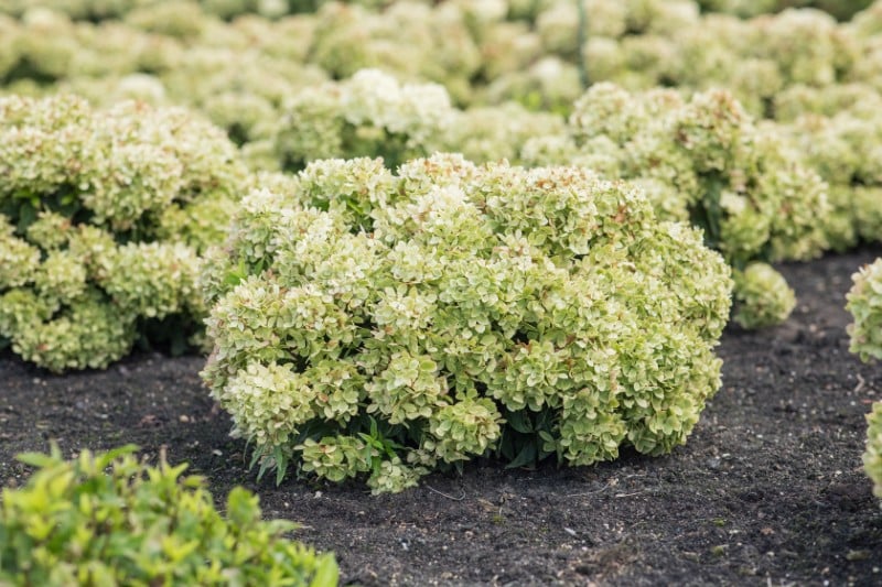<i>Hydrangea</i> <i>paniculata</i> 'Hylv19557'