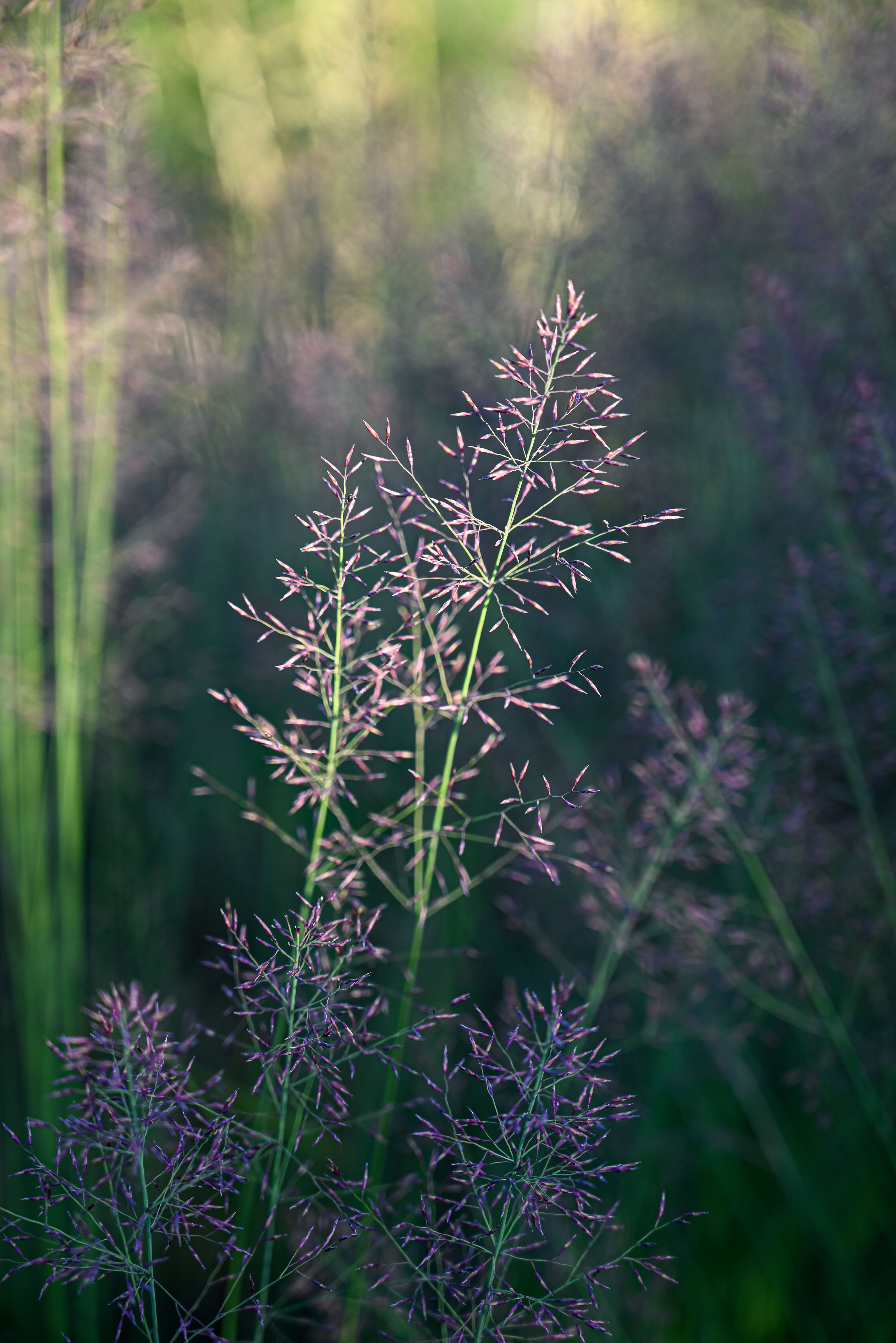 <i>Molinia</i> <i>caerulea</i> 'Banshee'