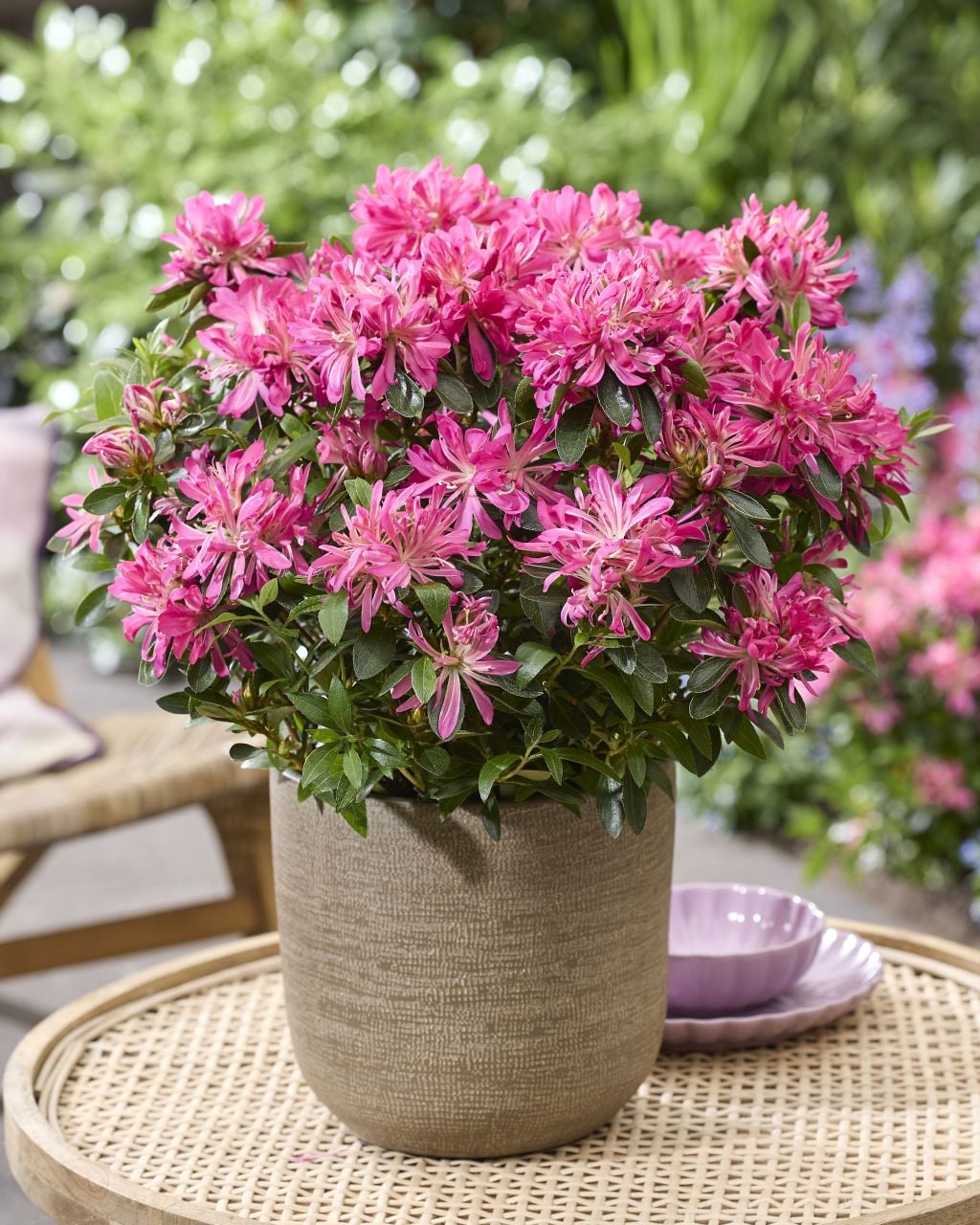 rhododendron [Pink Star]