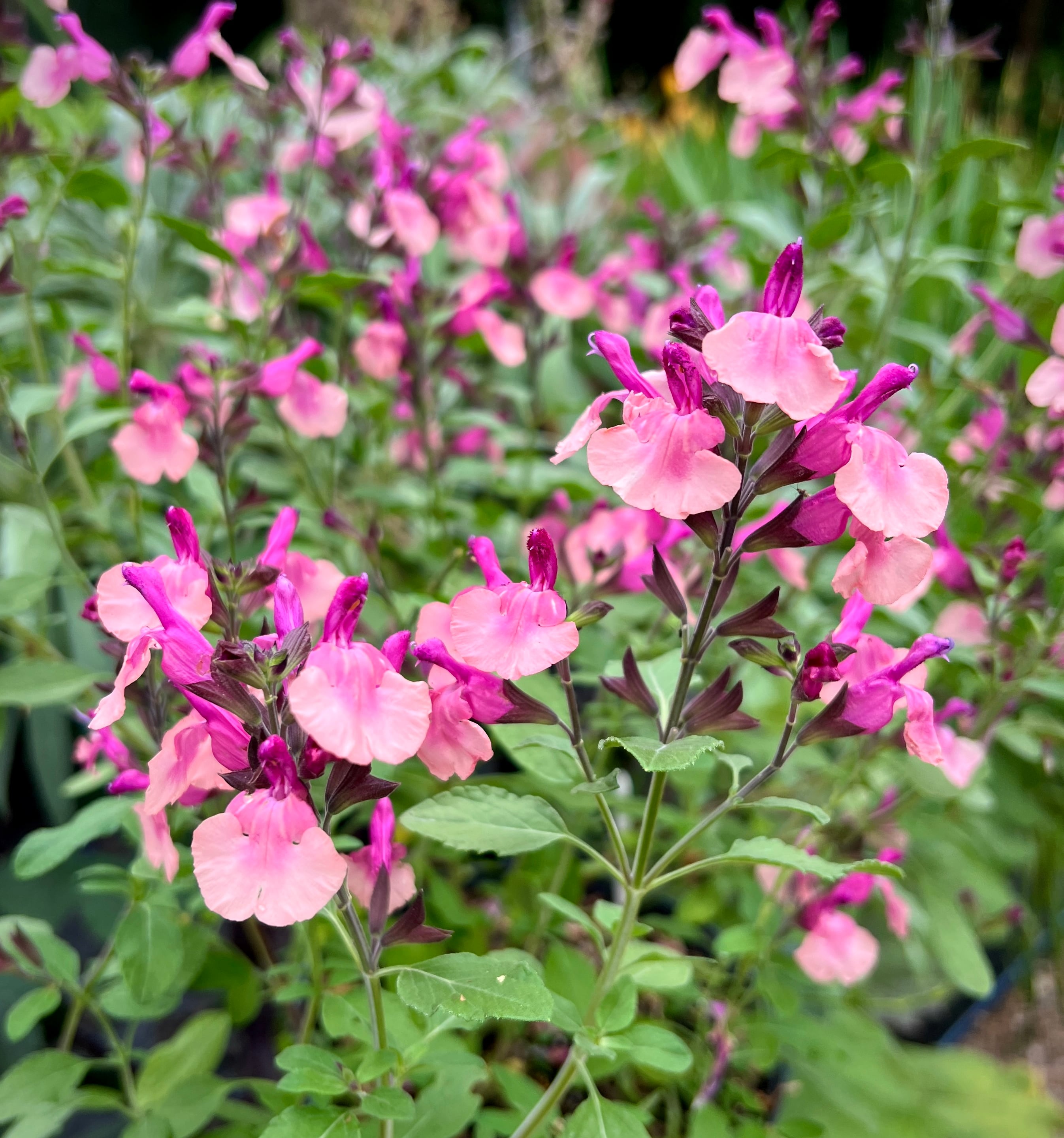 sage 'Peach Melba'