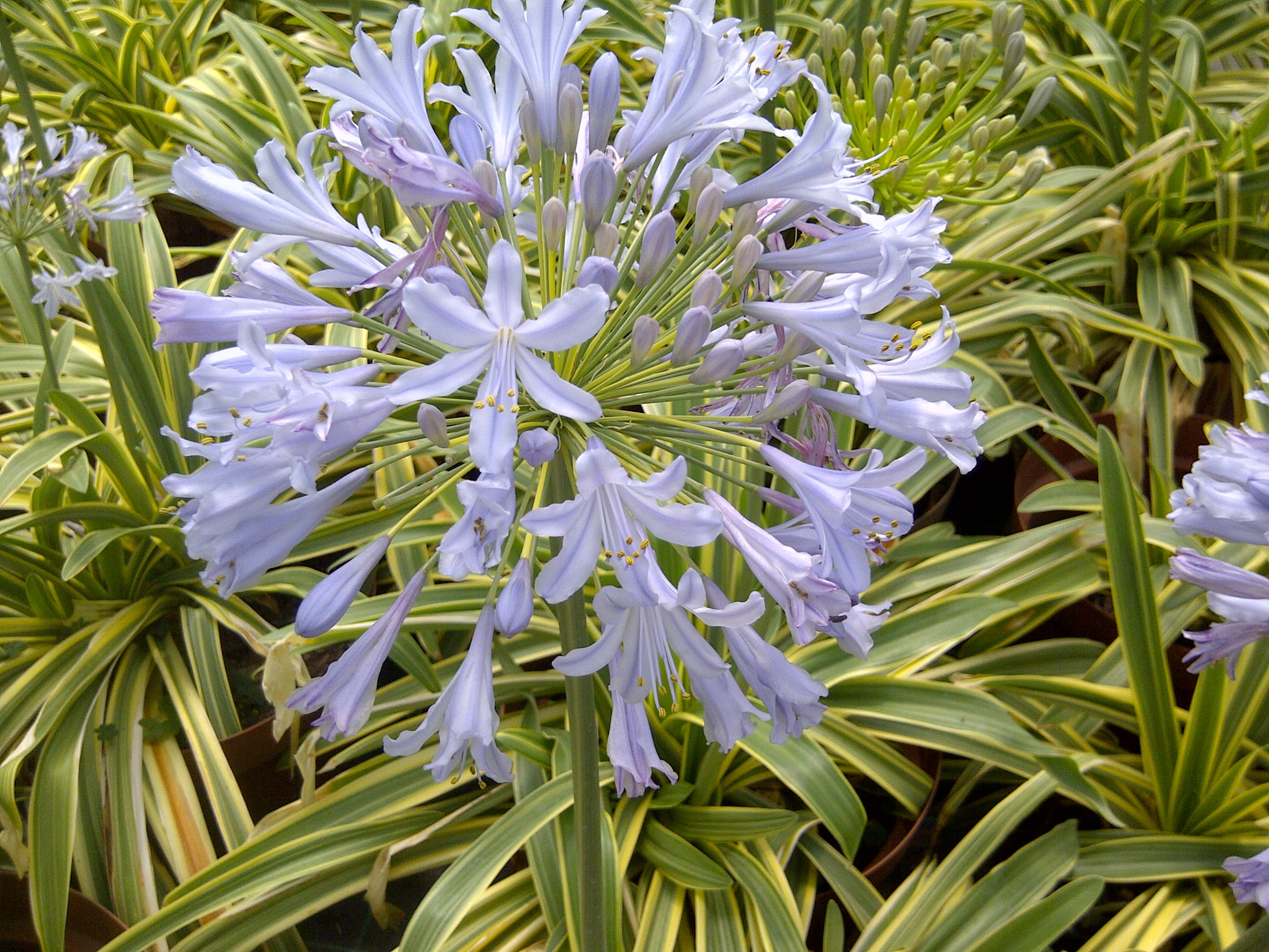 eastern African lily [Zambezi]