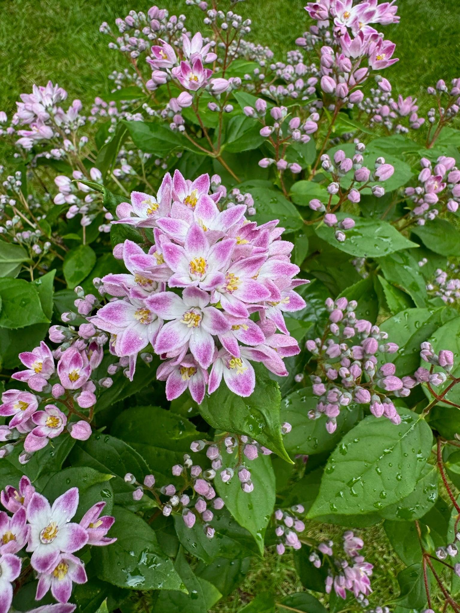 deutzia [Prettistars Pink Cloud]