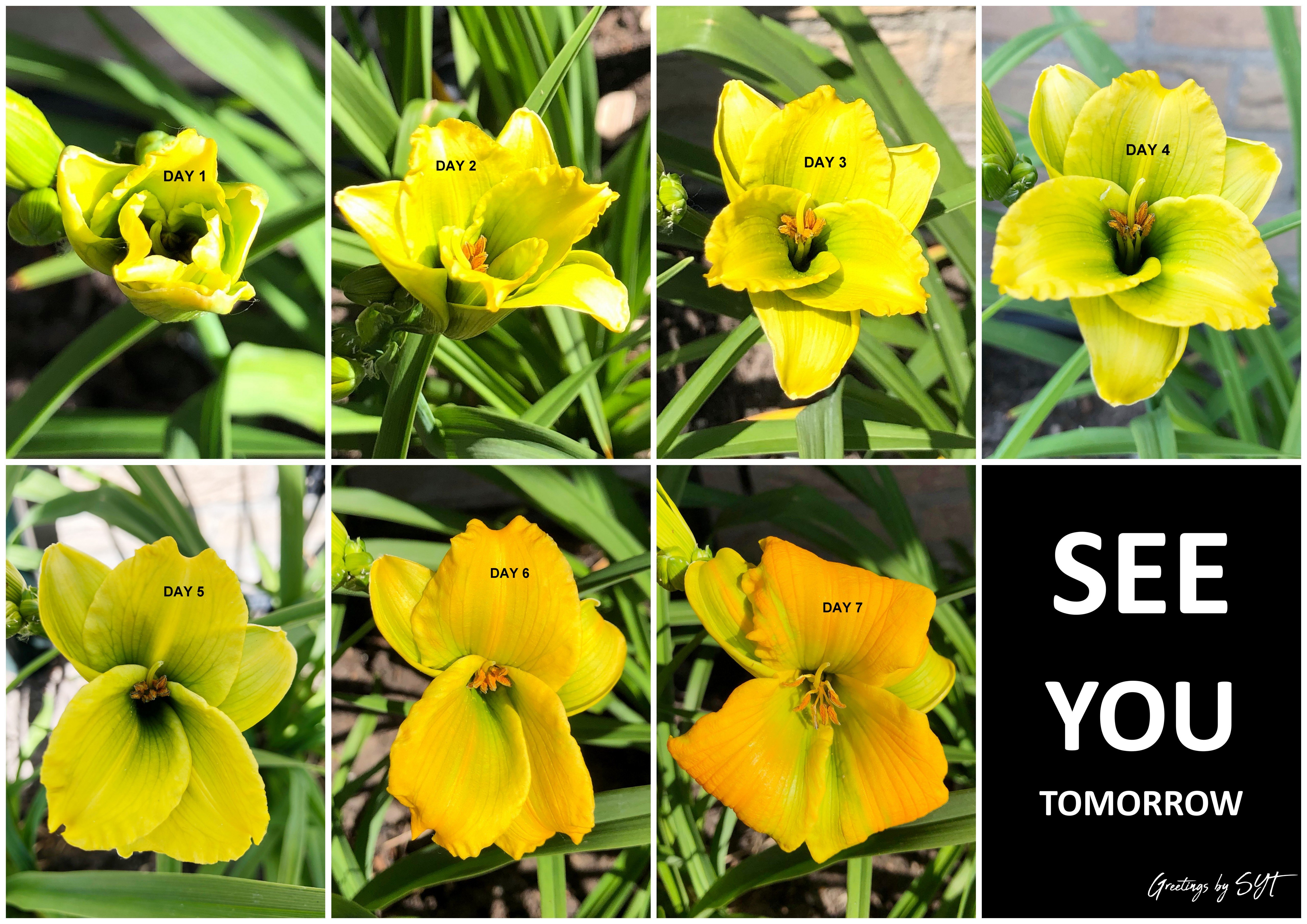 daylily [See You Tomorrow]