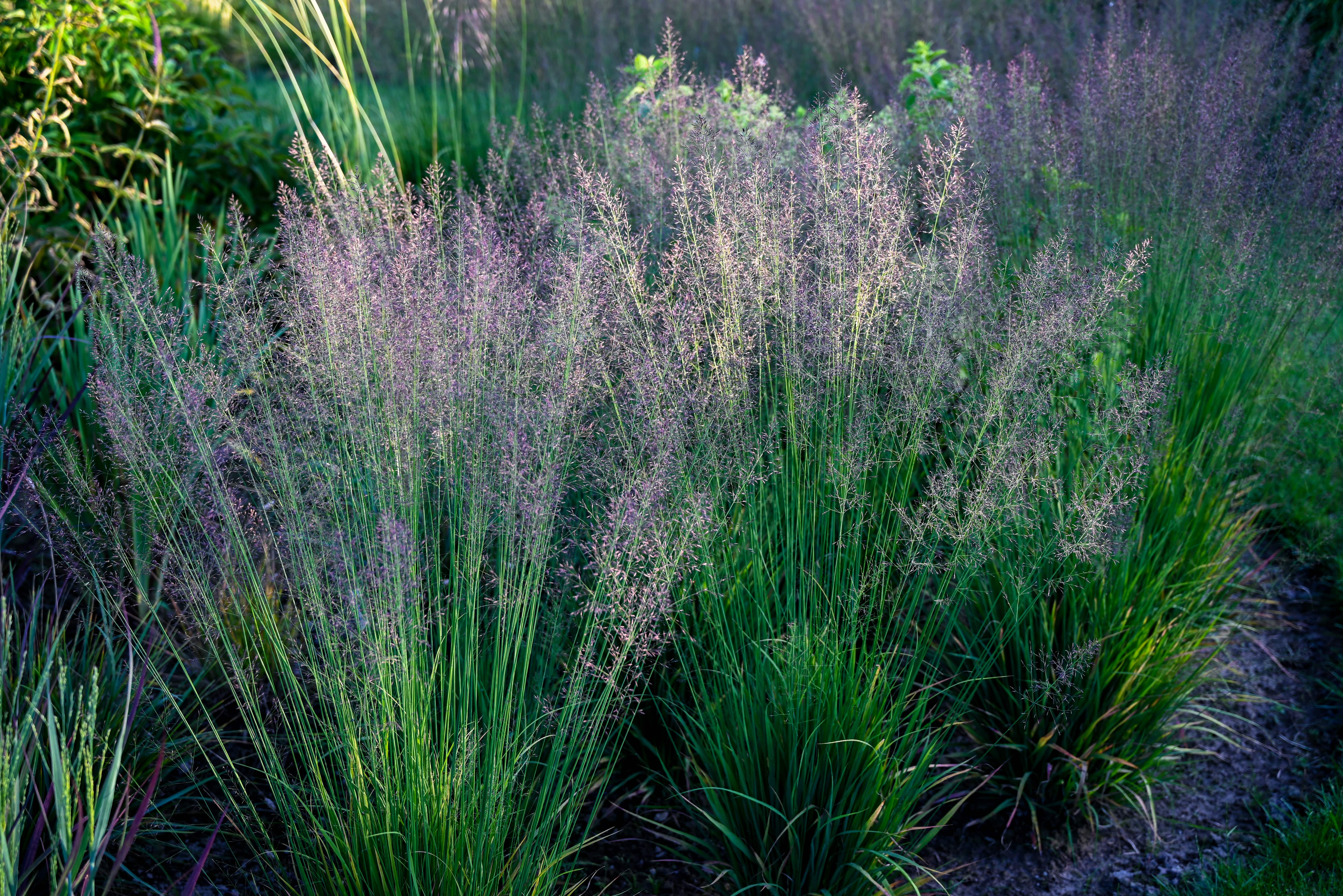 <i>Molinia</i> <i>caerulea</i> 'Banshee'