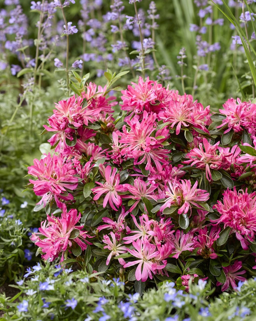 rhododendron [Pink Star]