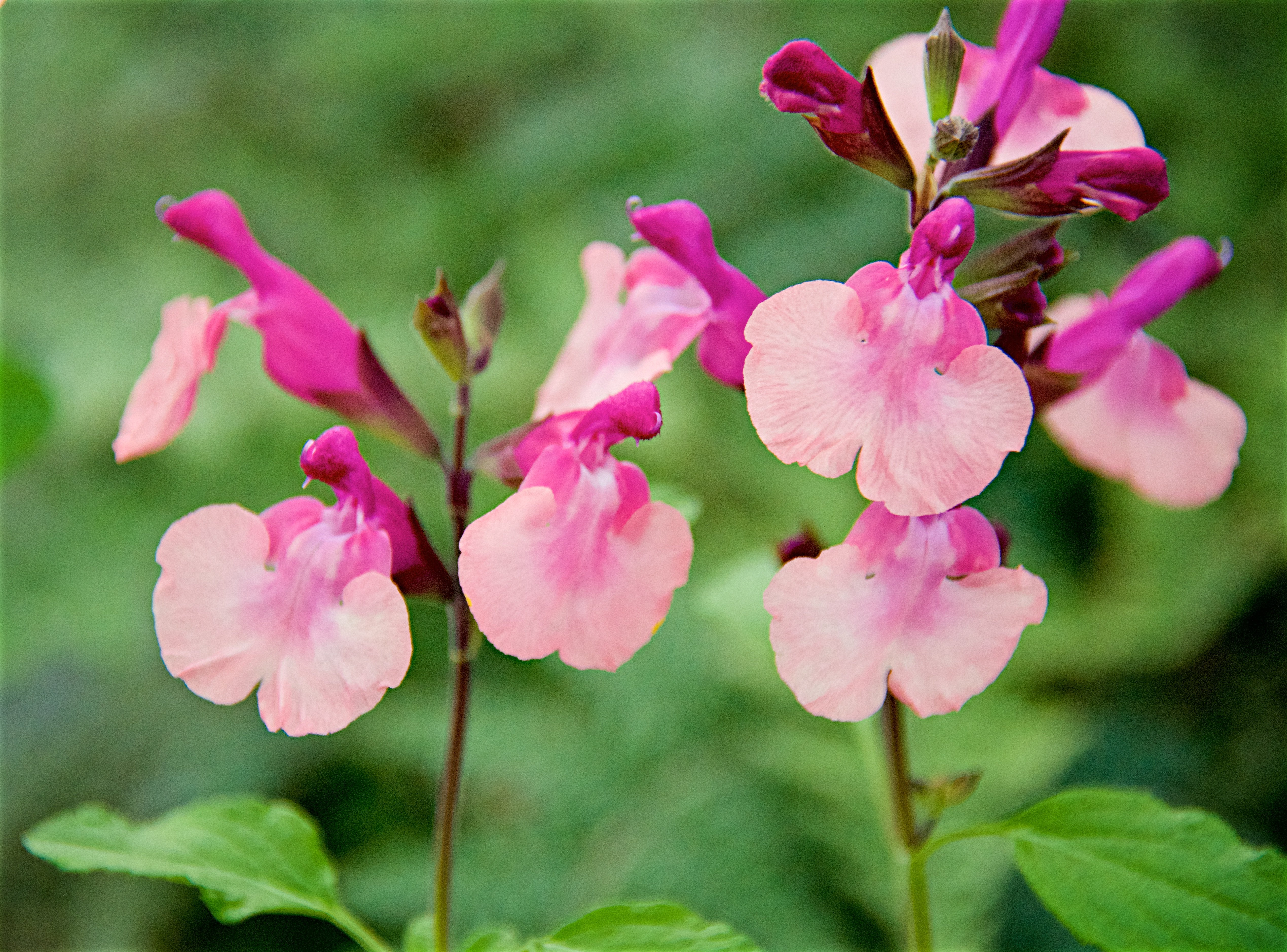 sage 'Peach Melba'