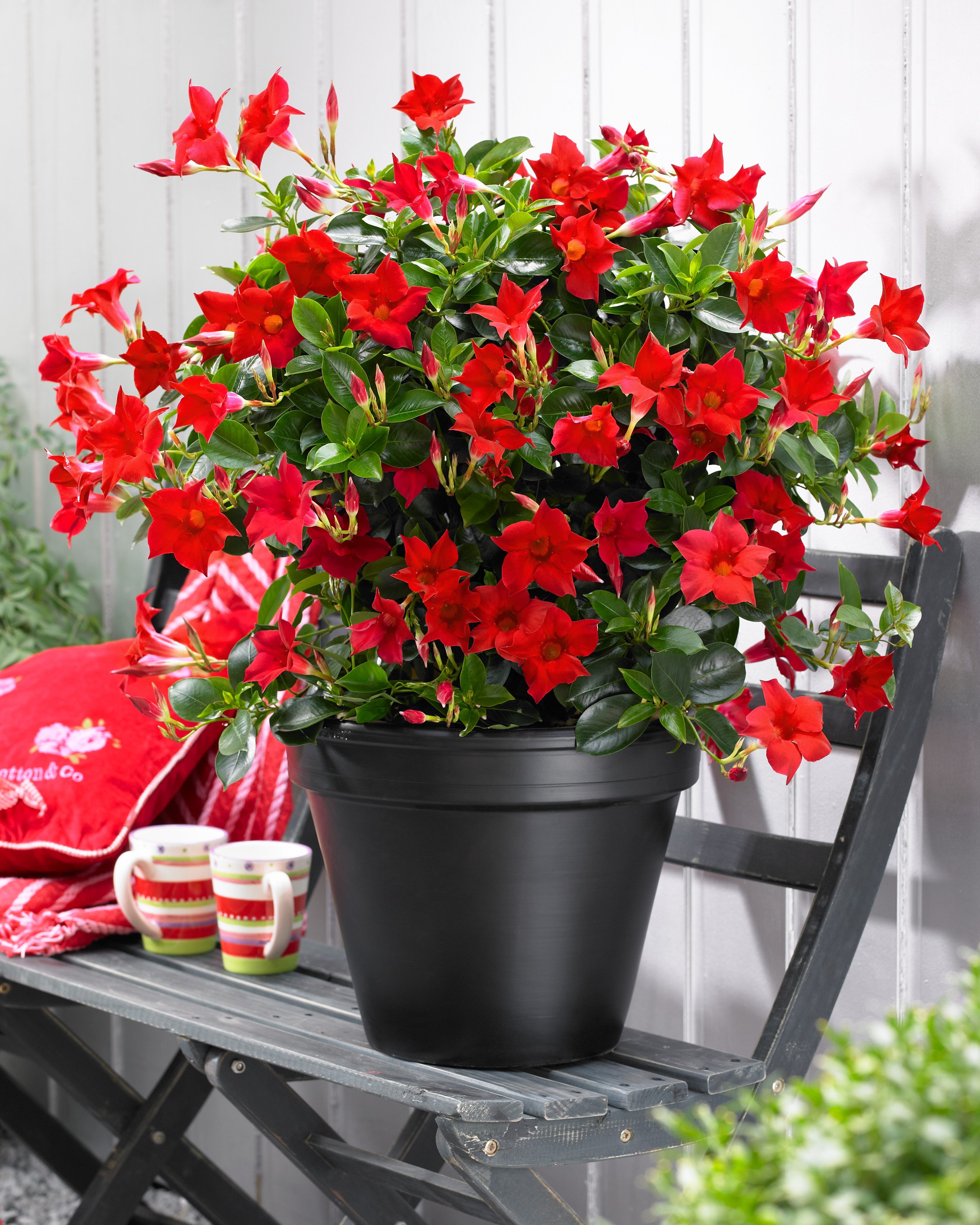 <i>Mandevilla</i> 'Sunpa 1362'