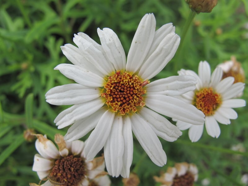 marguerite 'Sugar Button'