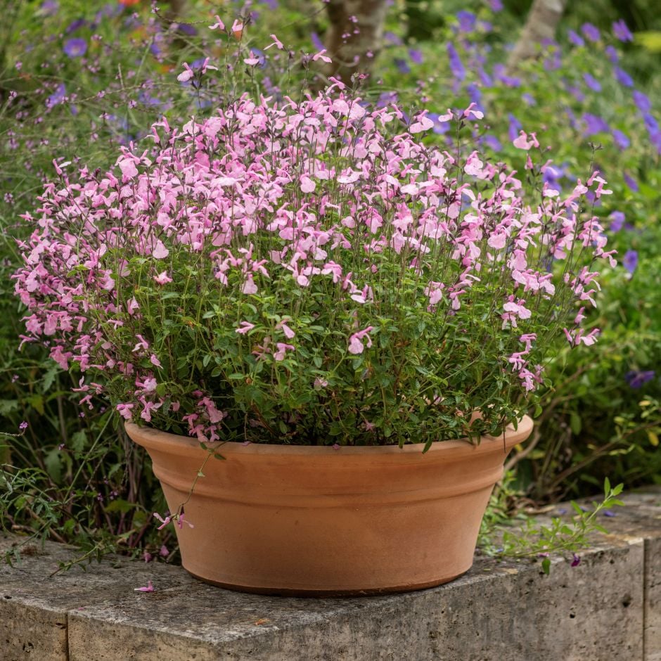 <i>Salvia</i> × <i>jamensis</i> [<span style="font-variant: small-caps;">Malabar Mighty Pink</span>]