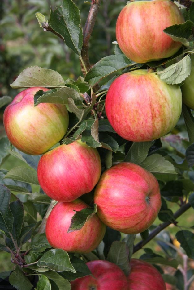 <i>Malus</i> <i>domestica</i> [<span style=\"font-variant: small-caps;\">Eric's Rainbow</span>]