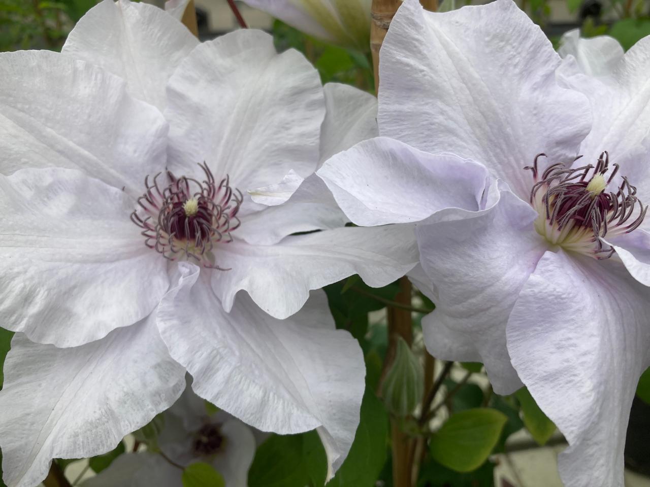 <i>Clematis</i> 'Evigsy158'