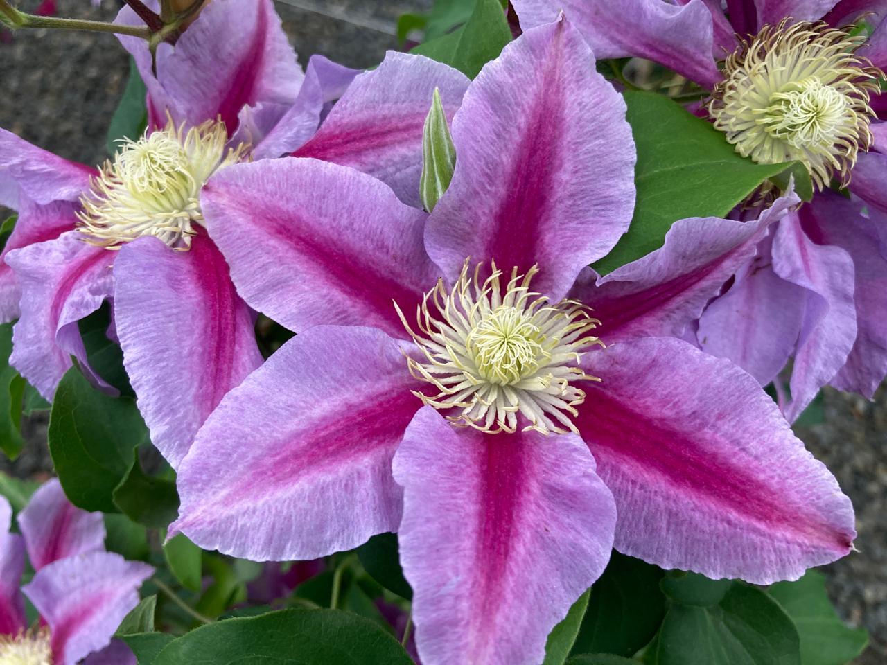 <i>Clematis</i> [<span style="font-variant: small-caps;">Queen's Nurse</span>] ('Evigsy159') (LL)