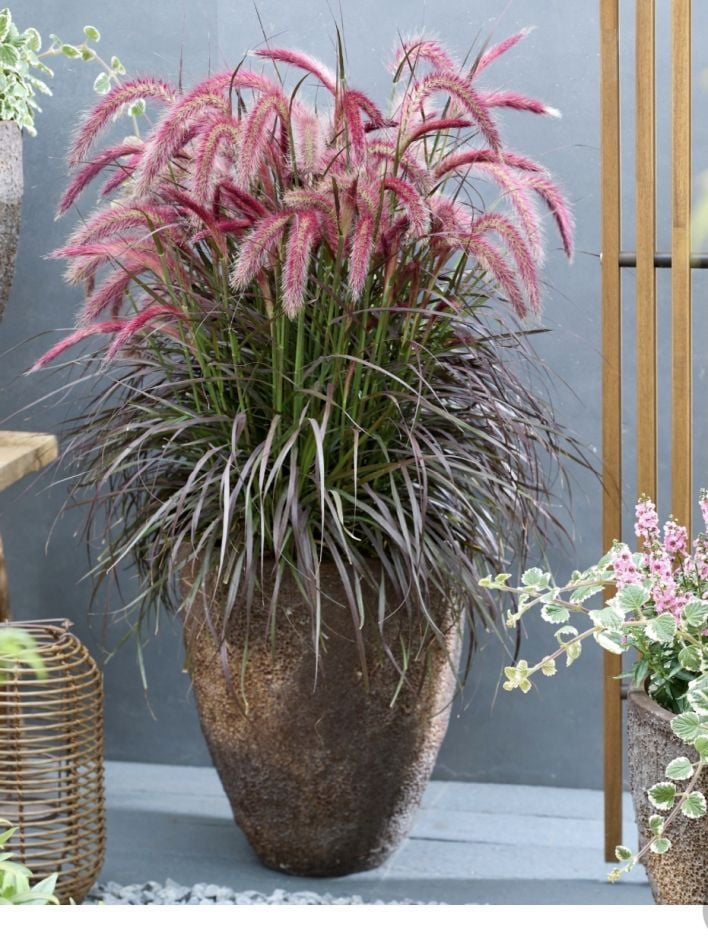 <i>Pennisetum</i> <i>advena</i> [<span style="font-variant: small-caps;">Tiny Tails</span>] ('Tus022')