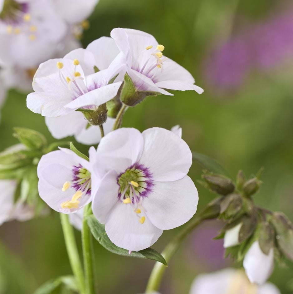 <i>Polemonium</i> [<span style="font-variant: small-caps;">Violet Heart</span>] ('Tuipol')