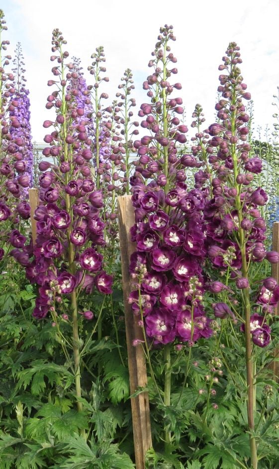 <i>Delphinium</i> 'Ruby Celebration'