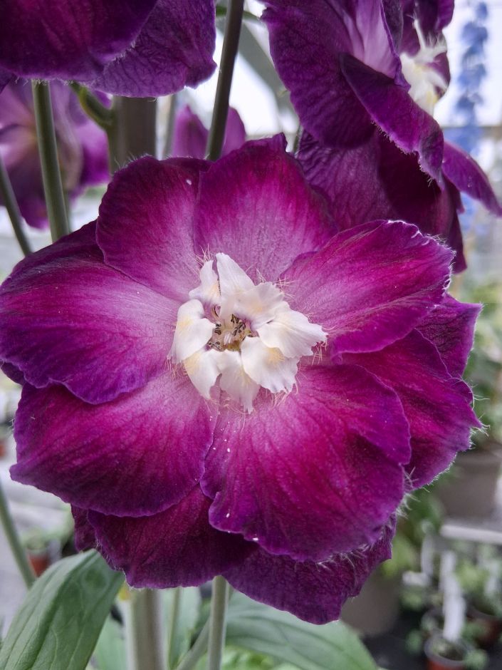 <i>Delphinium</i> 'Ruby Celebration'