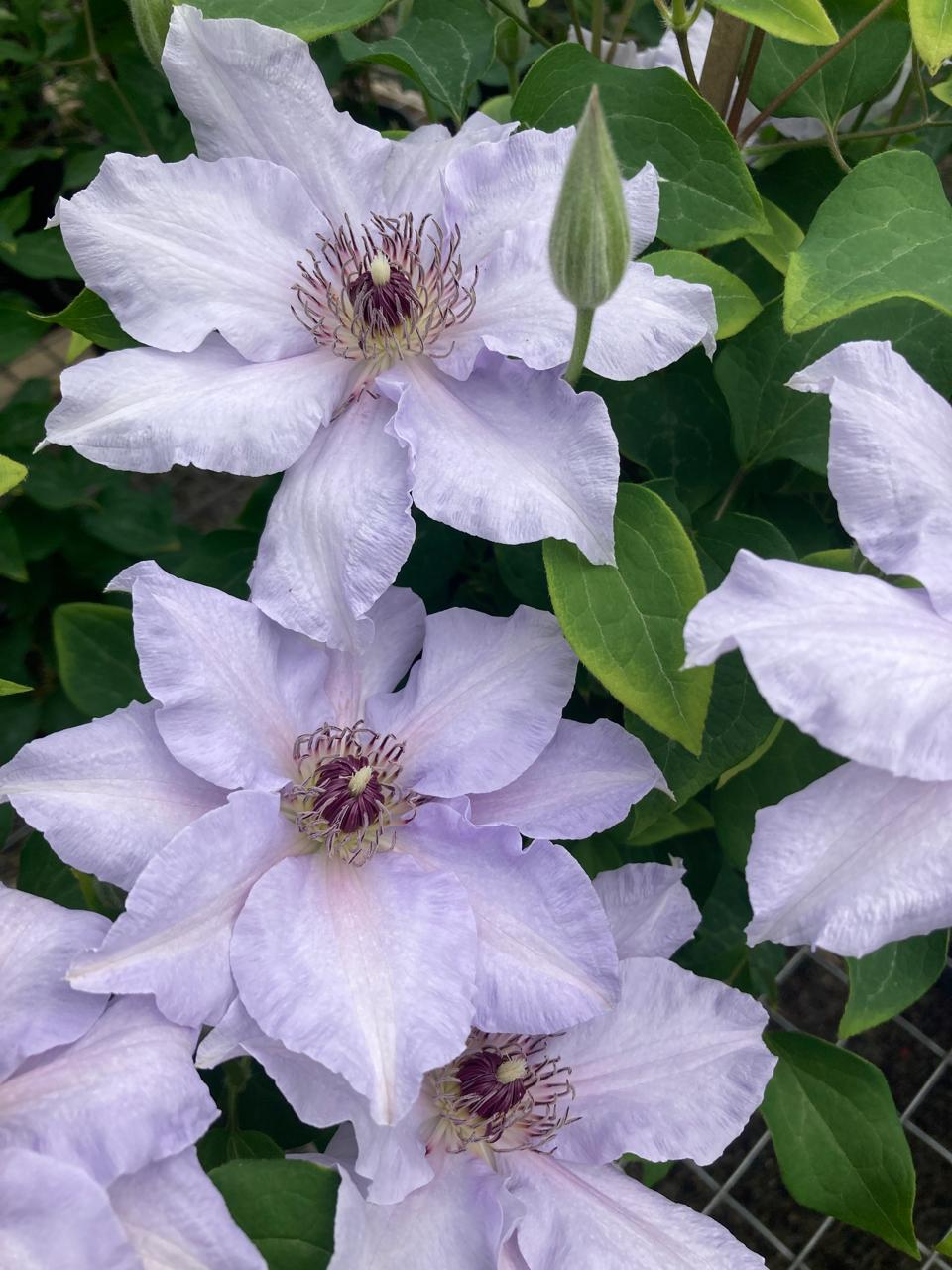 <i>Clematis</i> 'Evigsy158'