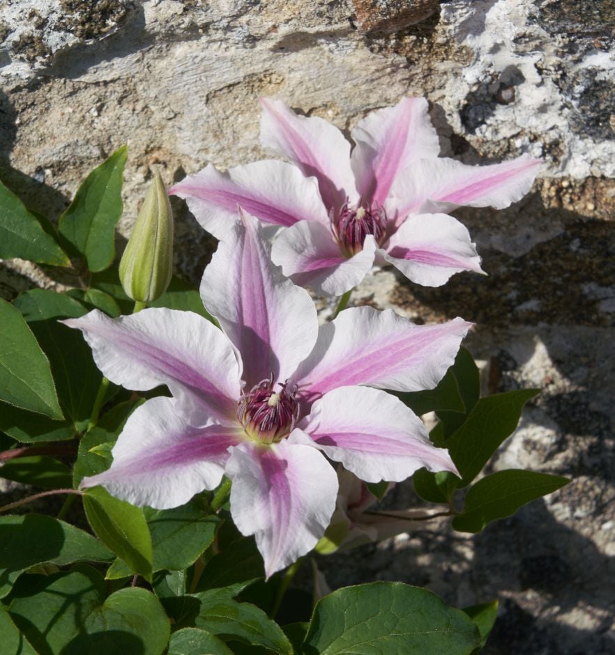 <i>Clematis</i> 'Evigsy157'