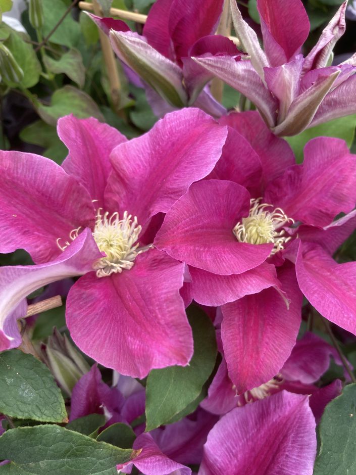 <i>Clematis</i> [<span style="font-variant: small-caps;">Queen's Nurse</span>] ('Evigsy159') (LL)