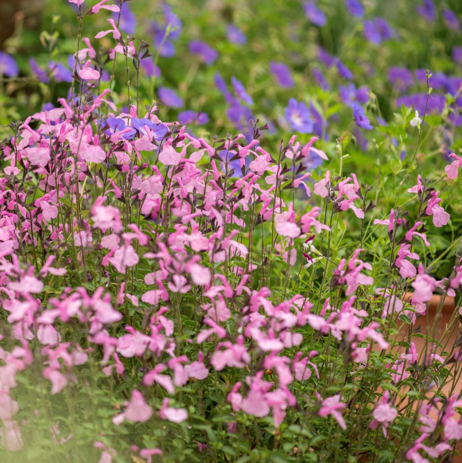 <i>Salvia</i> × <i>jamensis</i> [<span style="font-variant: small-caps;">Malabar Mighty Pink</span>]