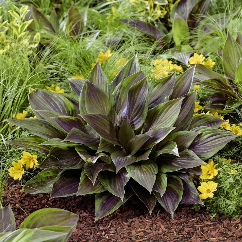 <i>Hosta</i> 'Nk2021'