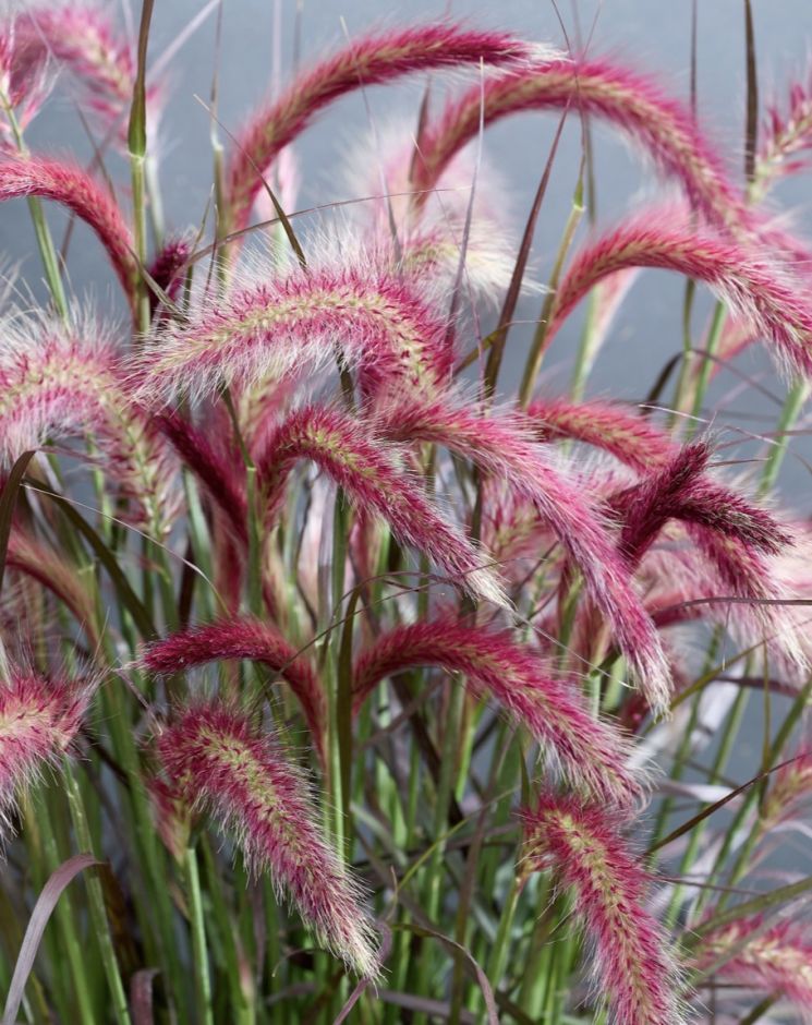 <i>Pennisetum</i> <i>advena</i> [<span style="font-variant: small-caps;">Tiny Tails</span>] ('Tus022')