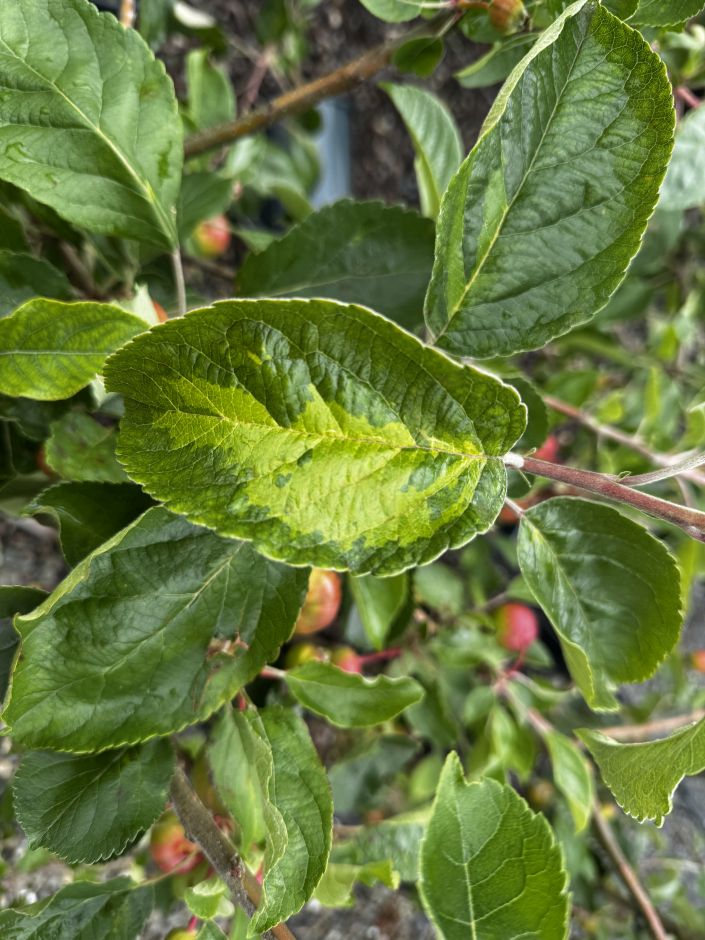 <i>Malus</i> <i>domestica</i> [<span style=\"font-variant: small-caps;\">Eric's Rainbow</span>]