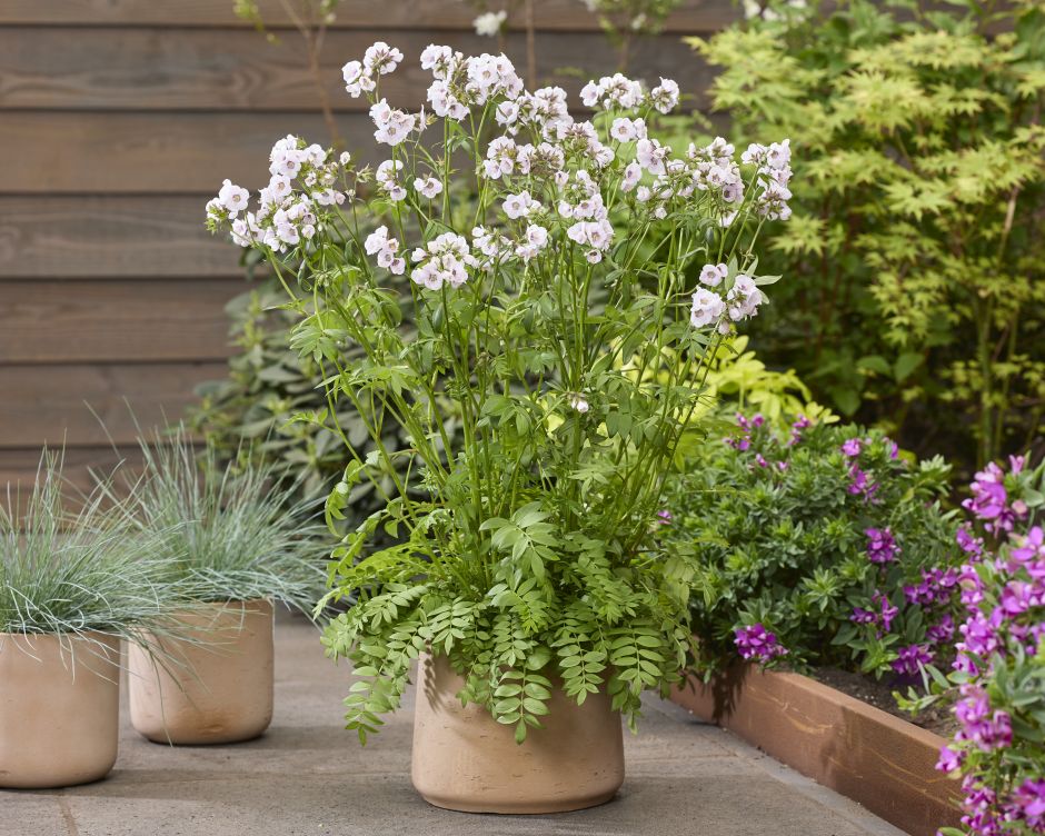 <i>Polemonium</i> [<span style="font-variant: small-caps;">Violet Heart</span>] ('Tuipol')