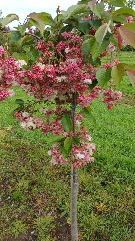 <i>Prunus</i> 'Sumaura Fugenzo' (d)