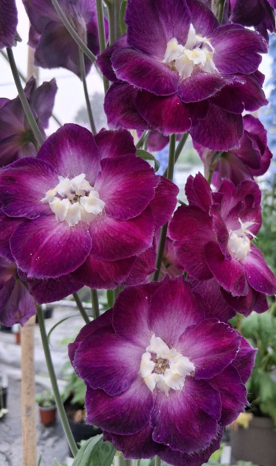 <i>Delphinium</i> 'Ruby Celebration'