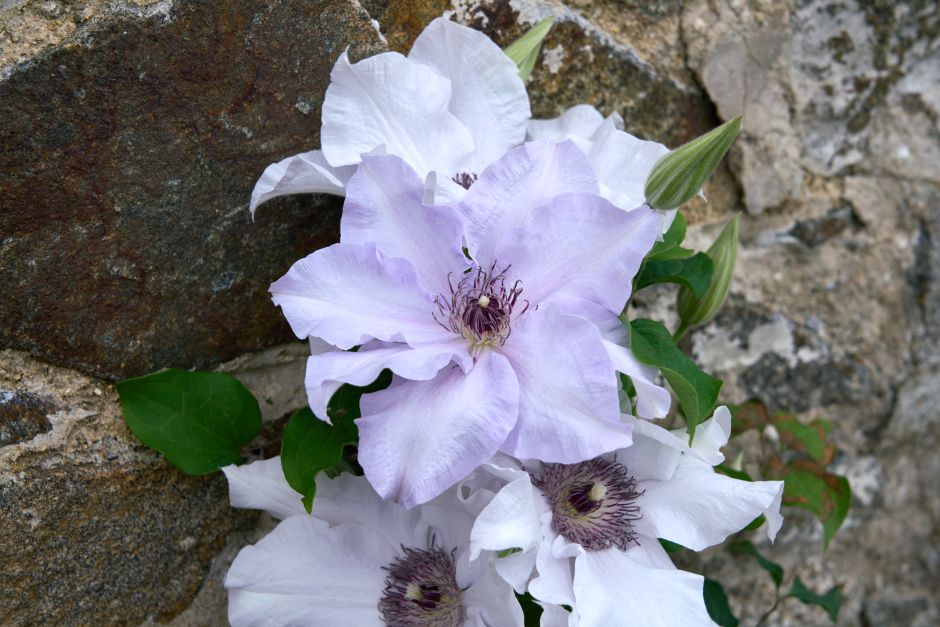 <i>Clematis</i> 'Evigsy158'