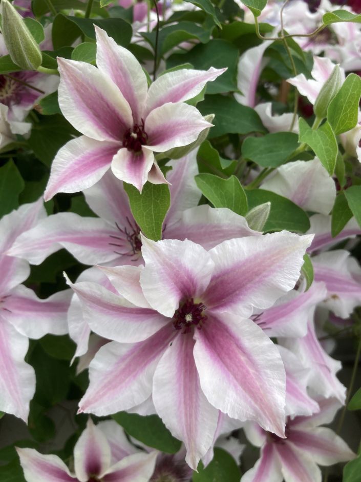 <i>Clematis</i> 'Evigsy157'