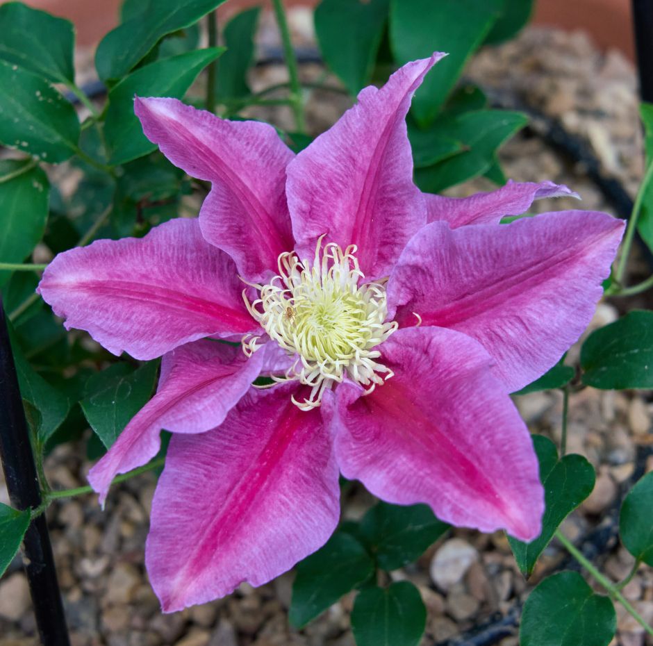 <i>Clematis</i> [<span style="font-variant: small-caps;">Queen's Nurse</span>] ('Evigsy159') (LL)